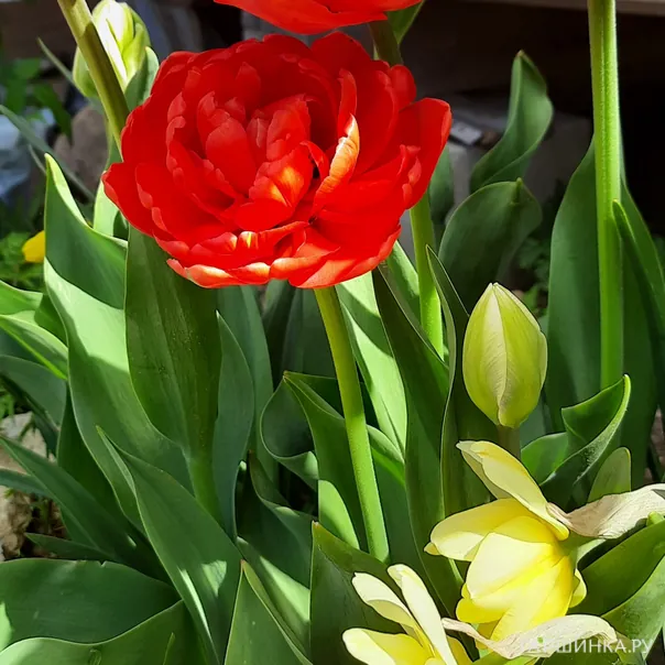 превью изображения отзыва