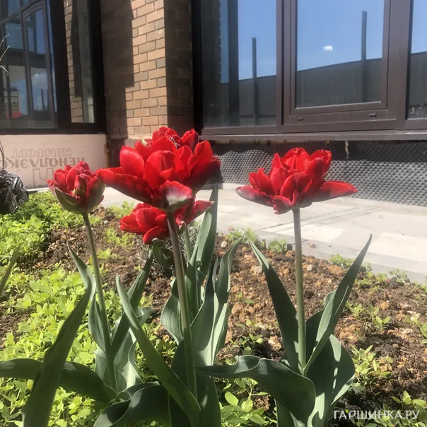 превью изображения отзыва