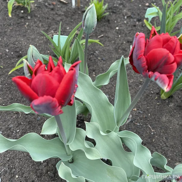 превью изображения отзыва