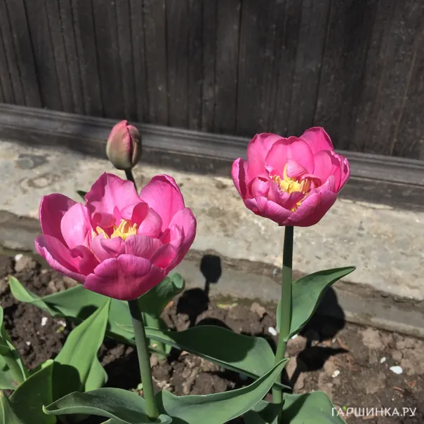 превью изображения отзыва