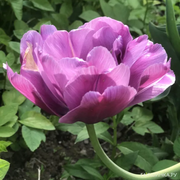 превью изображения отзыва