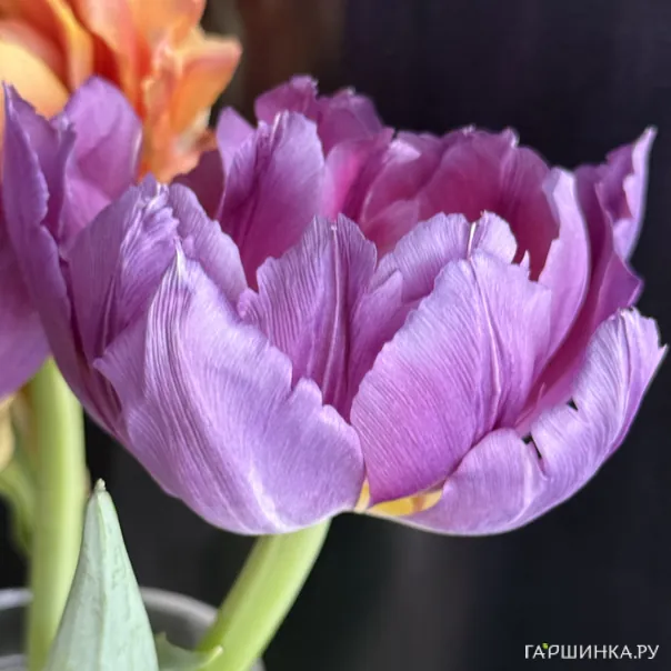 превью изображения отзыва