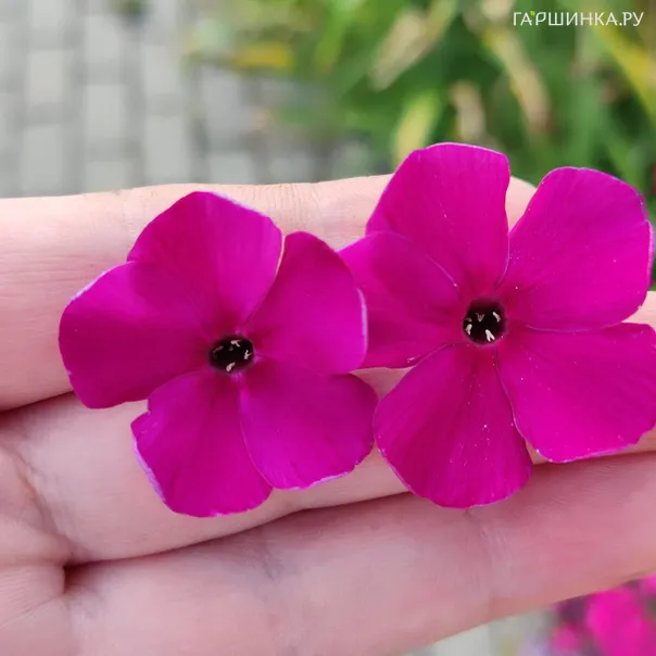 превью изображения отзыва