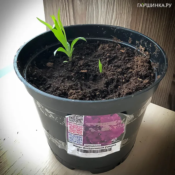 превью изображения отзыва
