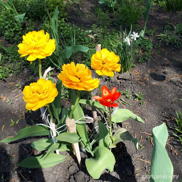 превью изображения отзыва