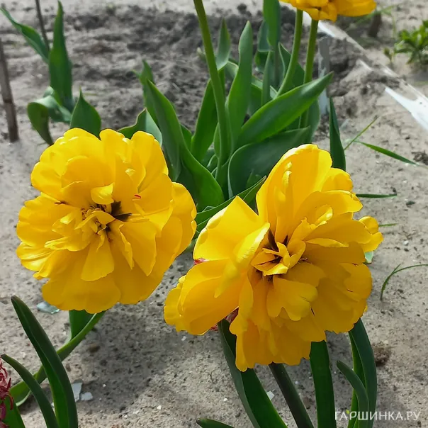 превью изображения отзыва