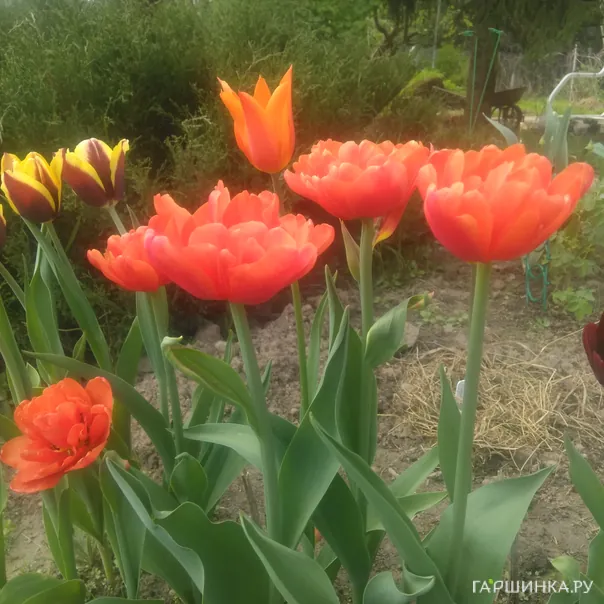 превью изображения отзыва