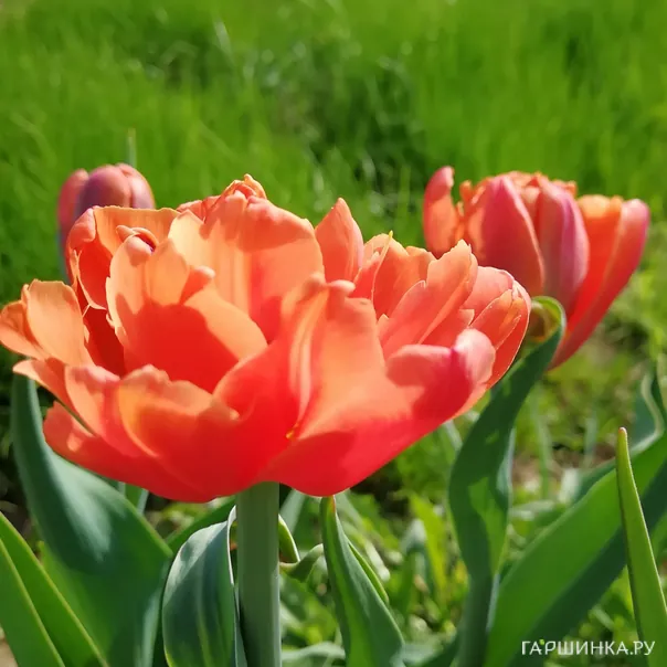 превью изображения отзыва