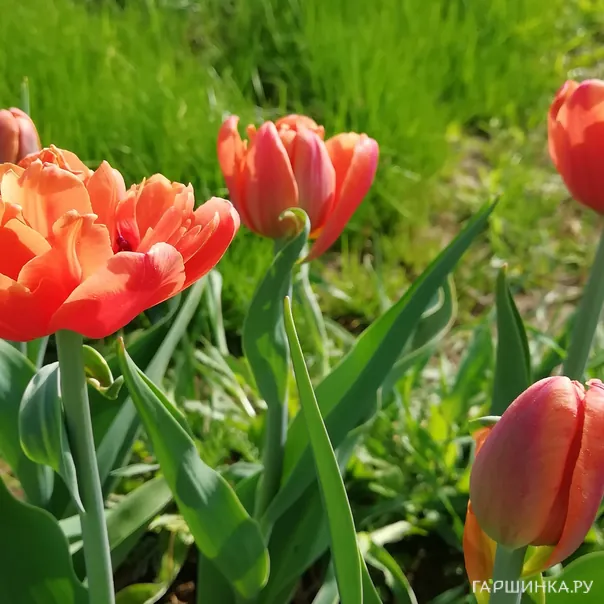 превью изображения отзыва