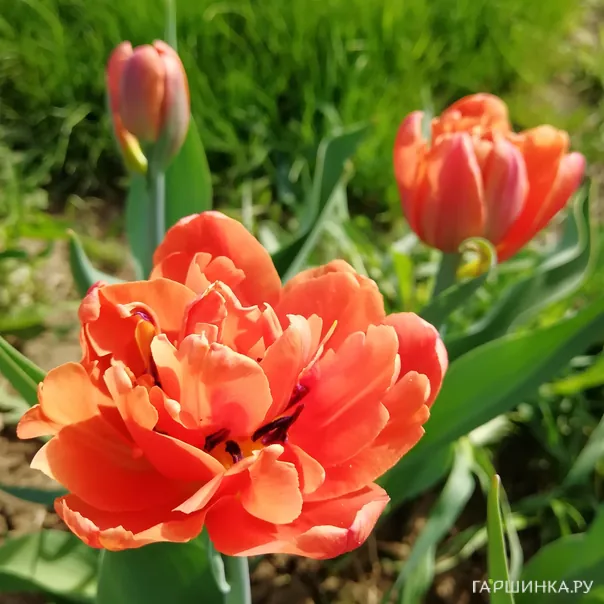 превью изображения отзыва