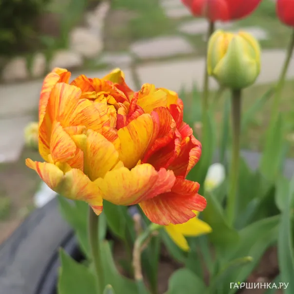 превью изображения отзыва