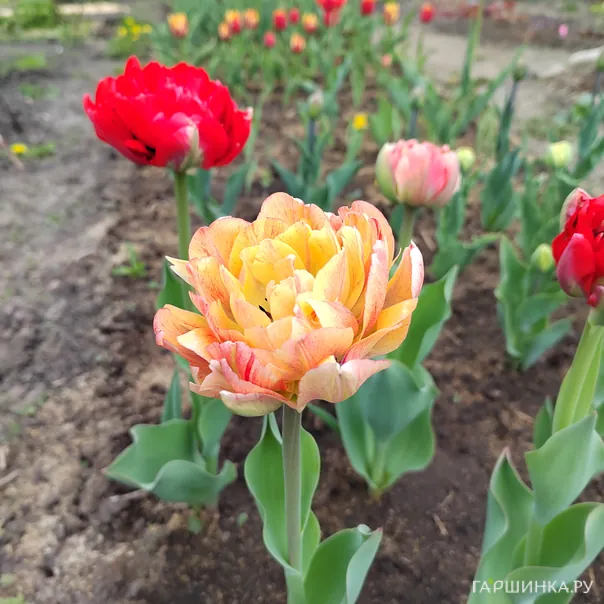 превью изображения отзыва