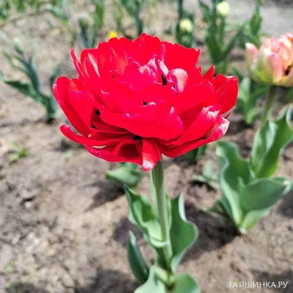 превью изображения отзыва