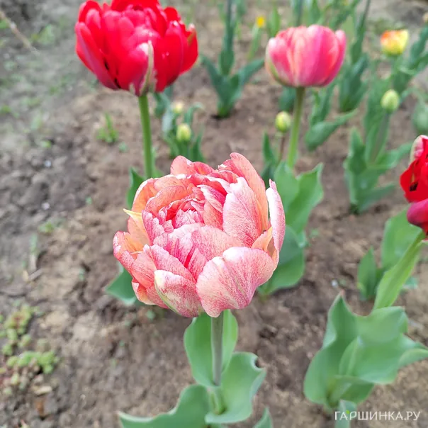 превью изображения отзыва