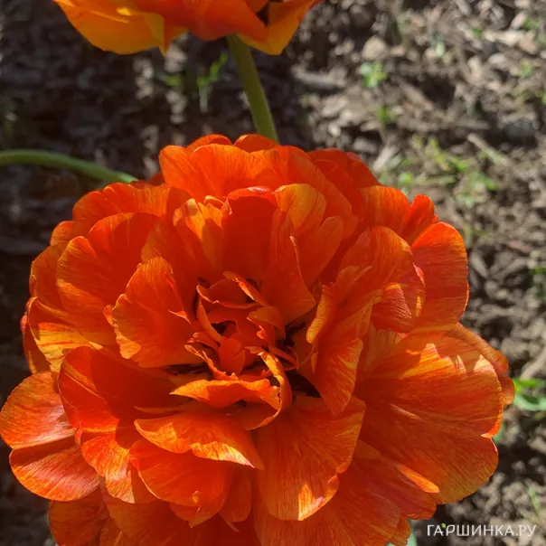 превью изображения отзыва