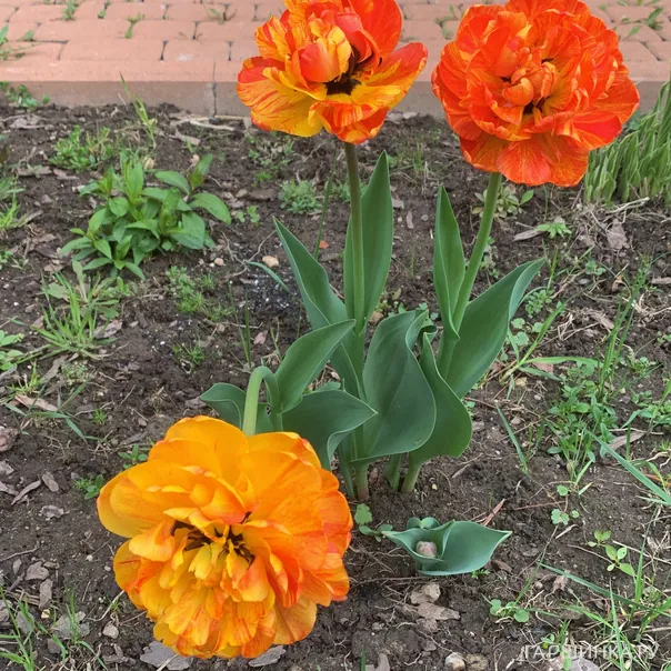 превью изображения отзыва