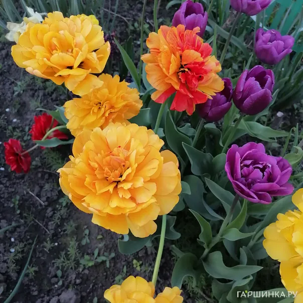 превью изображения отзыва