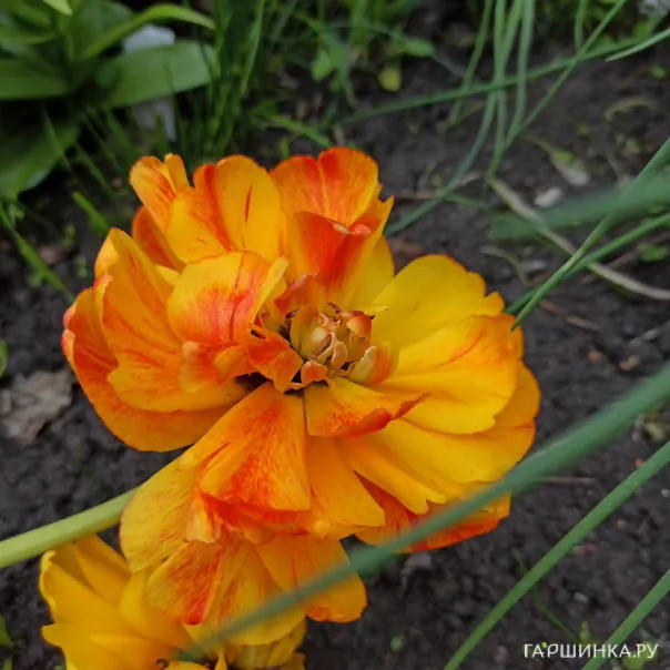 превью изображения отзыва