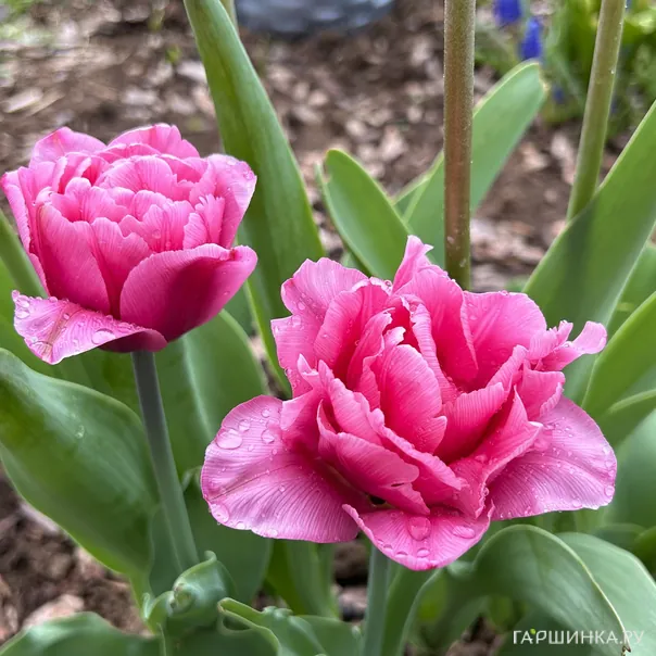 превью изображения отзыва