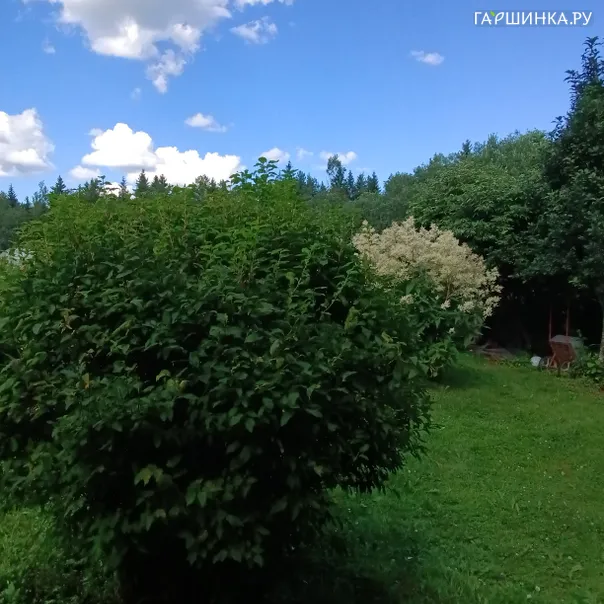 превью изображения отзыва
