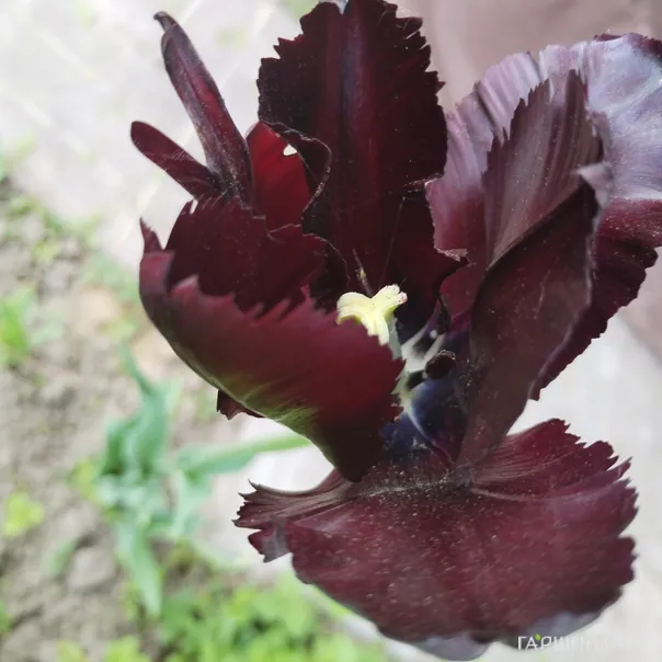 превью изображения отзыва