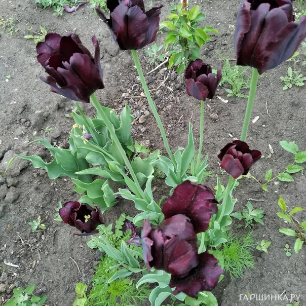 превью изображения отзыва