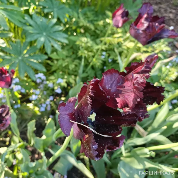 превью изображения отзыва