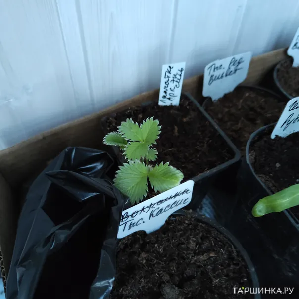 превью изображения отзыва