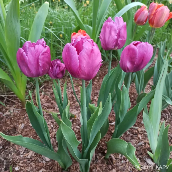 превью изображения отзыва