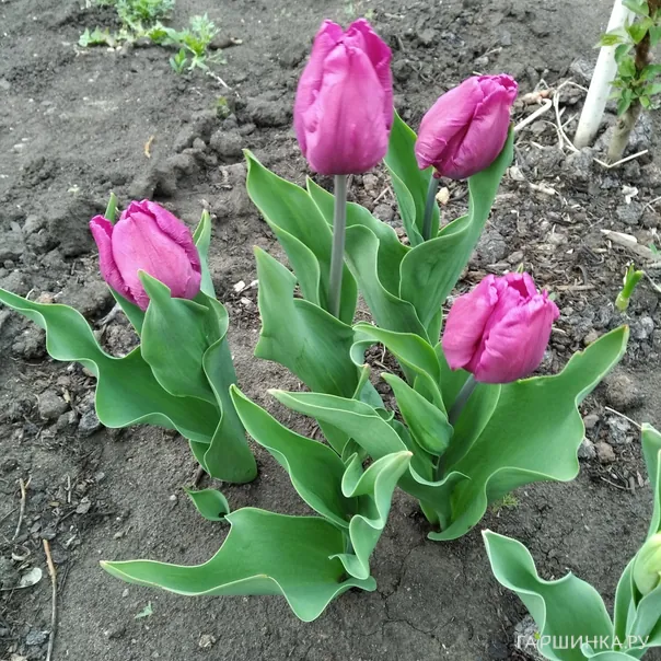 превью изображения отзыва