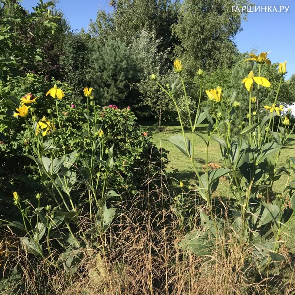 превью изображения отзыва