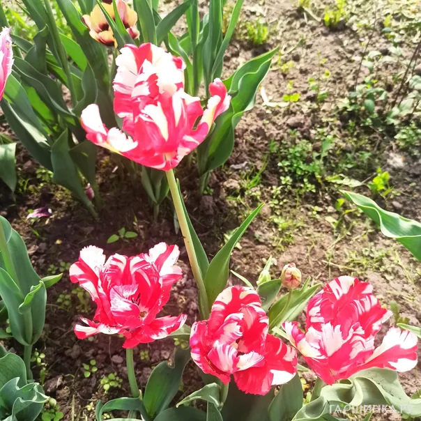 превью изображения отзыва