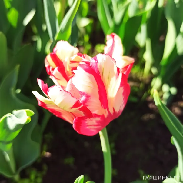 превью изображения отзыва