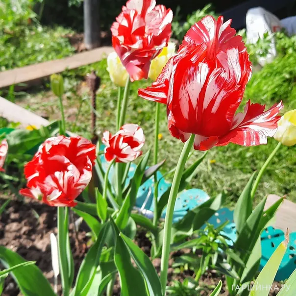 превью изображения отзыва