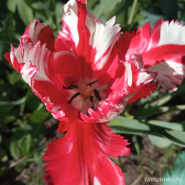 превью изображения отзыва