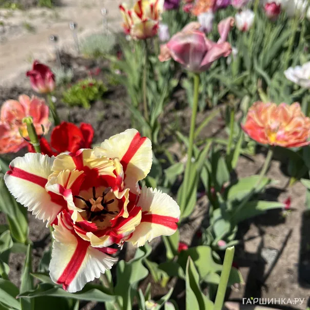 превью изображения отзыва