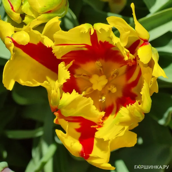 превью изображения отзыва