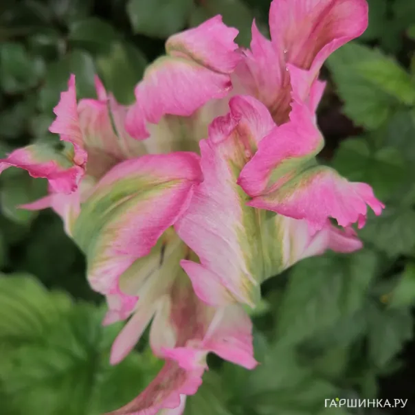 превью изображения отзыва