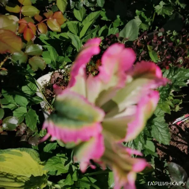 превью изображения отзыва