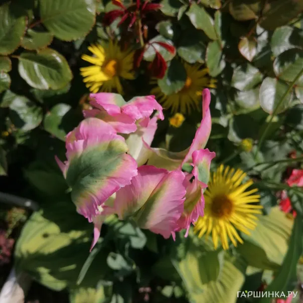 превью изображения отзыва