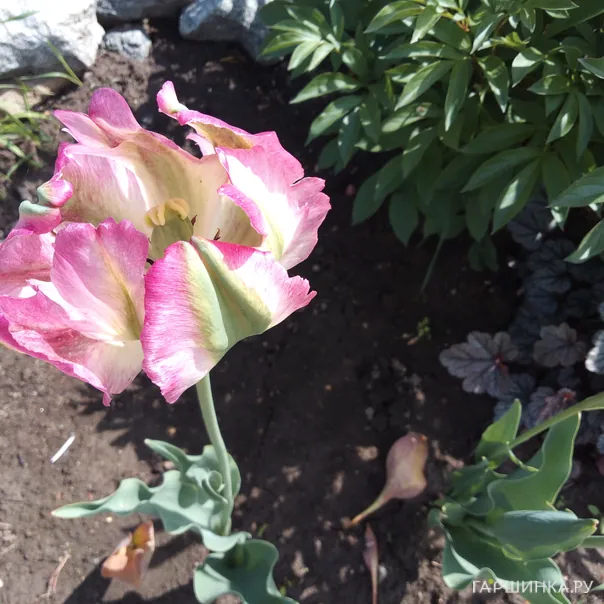 превью изображения отзыва