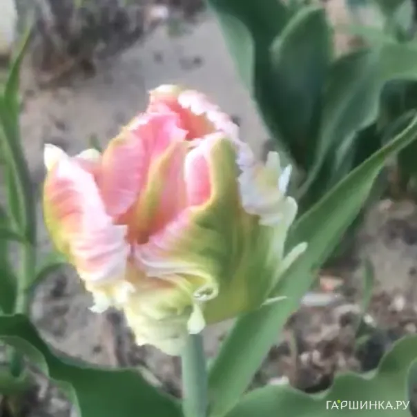 превью изображения отзыва