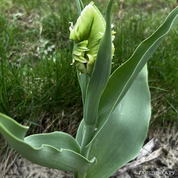 превью изображения отзыва