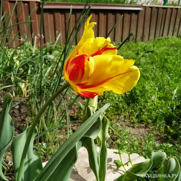 превью изображения отзыва