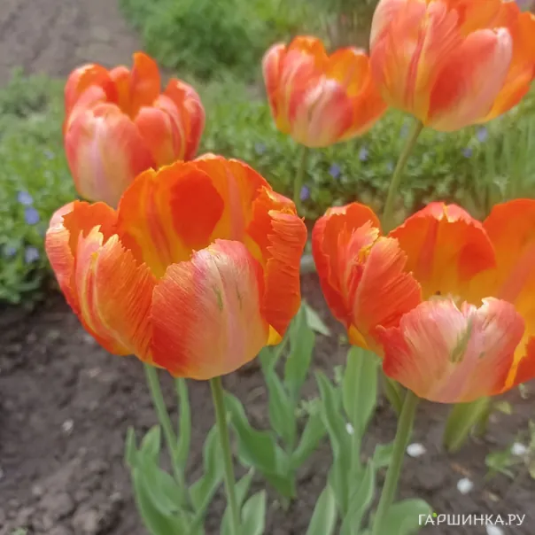 превью изображения отзыва