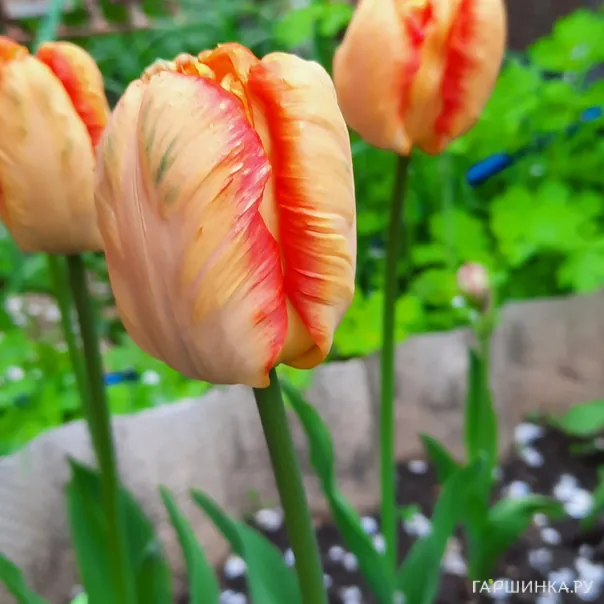 превью изображения отзыва