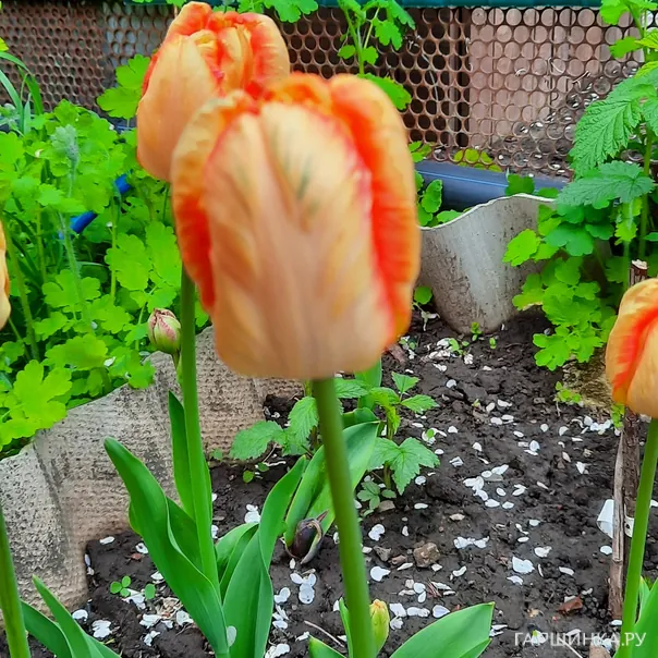 превью изображения отзыва