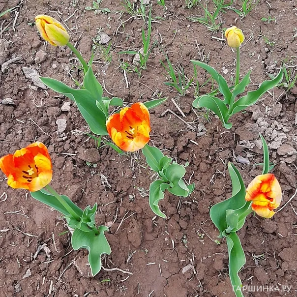 превью изображения отзыва