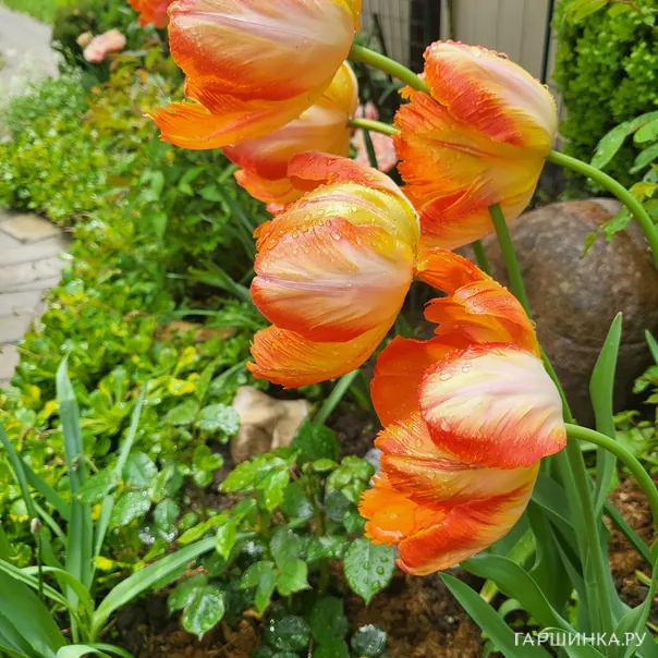 превью изображения отзыва