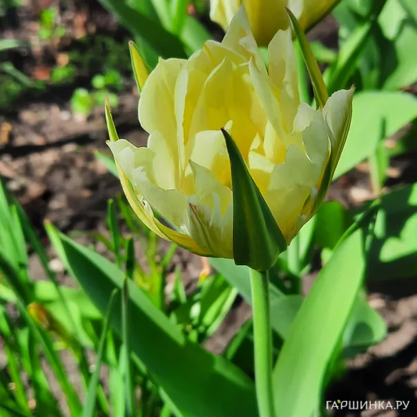 превью изображения отзыва